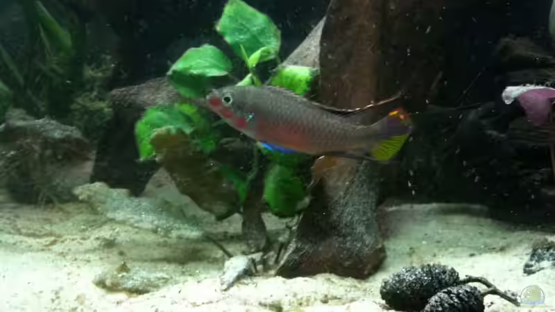 Besatz im Aquarium My beautiful P. pulcher von Exotist (49)