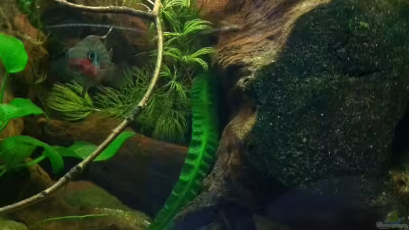 Besatz im Aquarium My beautiful P. pulcher von Exotist (54)
