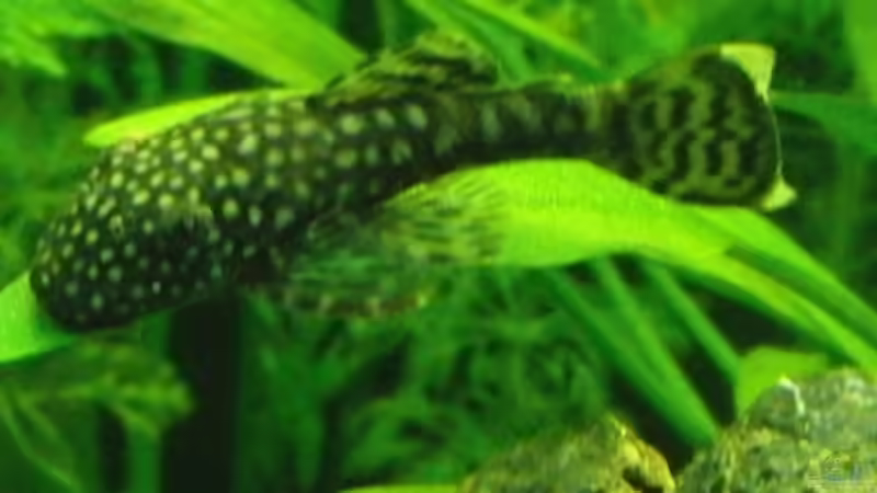 Besatz im Aquarium My Dream von Thomas Bube (12)