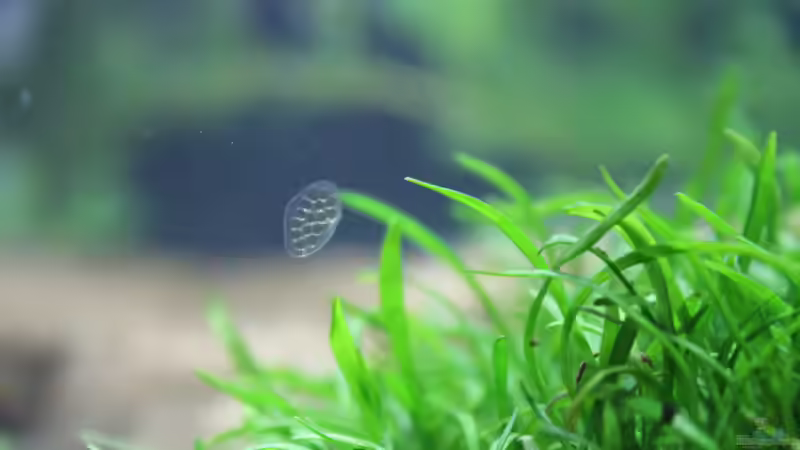 Besatz im Aquarium My first little Nano (nur noch als Beispiel) von SouthAmerica (26)