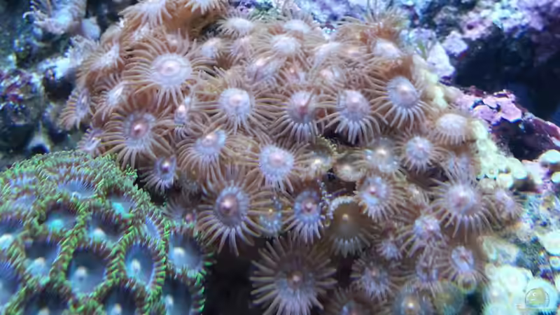 Besatz im Aquarium My first Reef von Julien Preuß (2)