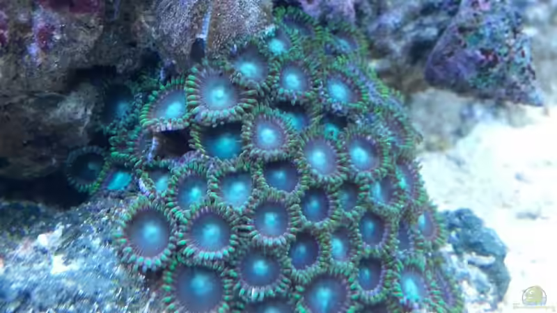 Besatz im Aquarium My first Reef von Julien Preuß (4)