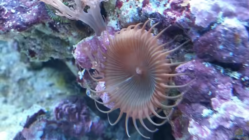 Besatz im Aquarium My first Reef von Julien Preuß (7)