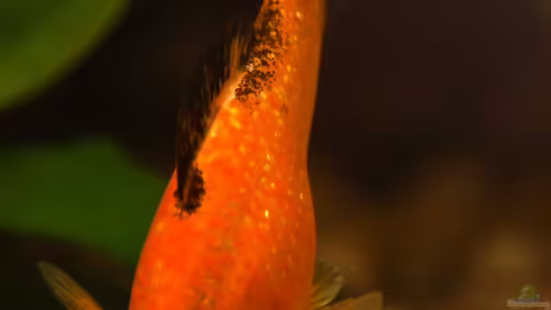 Besatz im Aquarium My First von JustTheD (3)