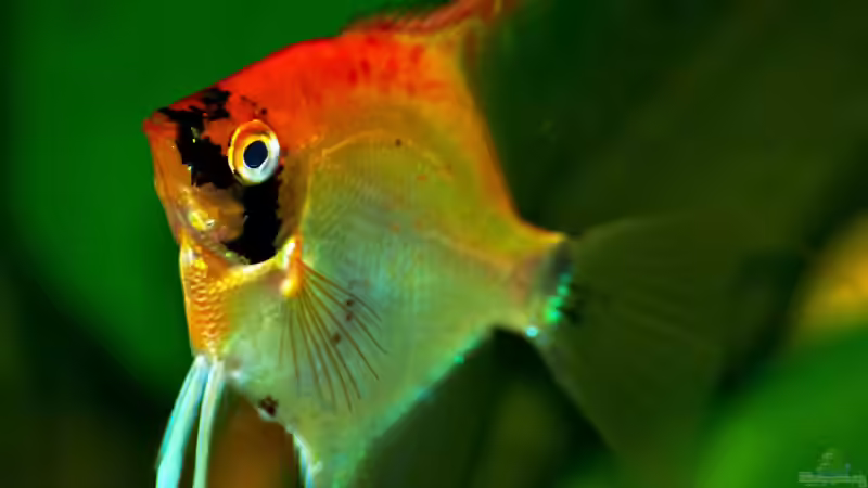 Besatz im Aquarium My First von JustTheD (4)