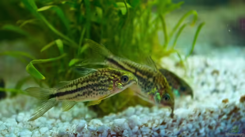 Besatz im Aquarium My First von JustTheD (6)