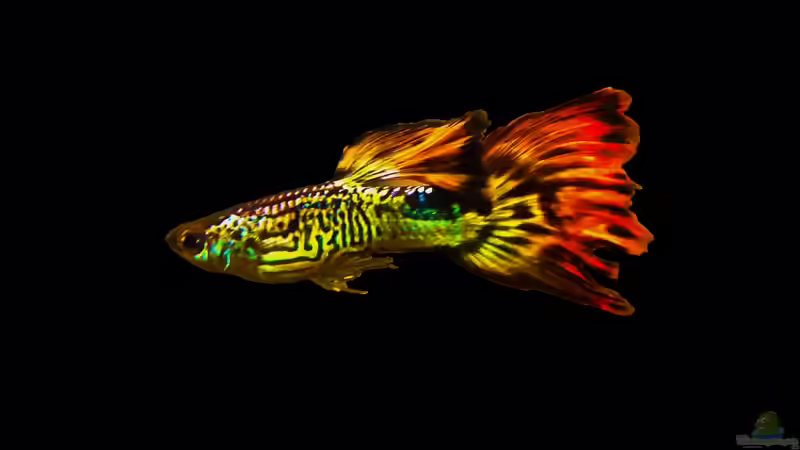 Besatz im Aquarium My First von JustTheD (7)