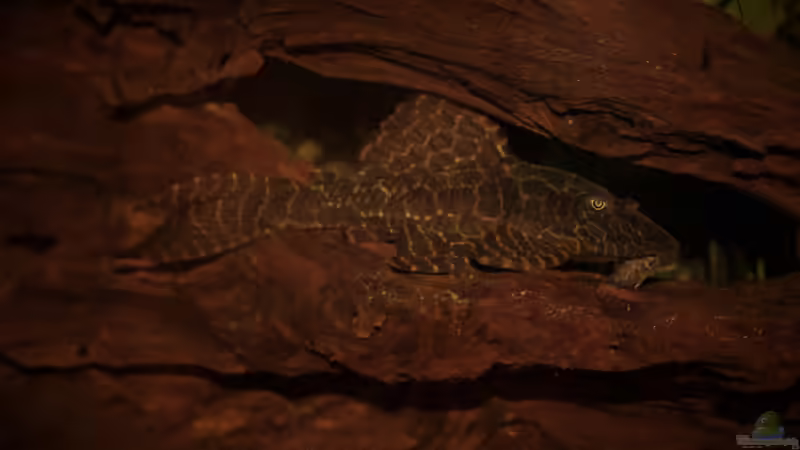 Besatz im Aquarium My First von JustTheD (8)