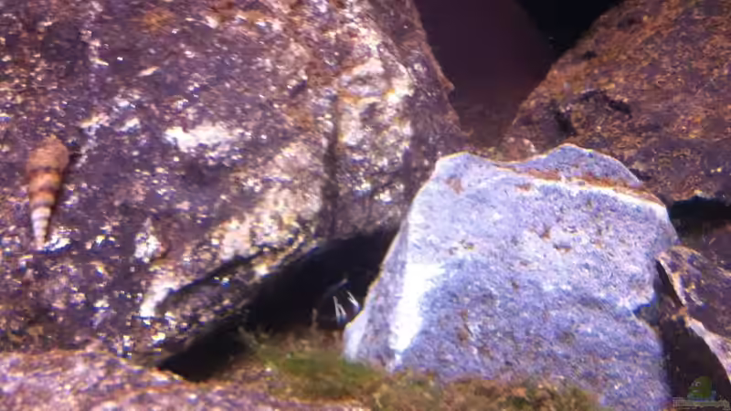 Besatz im Aquarium My Lake Matano--existiert so nicht mehr von Exotist (17)