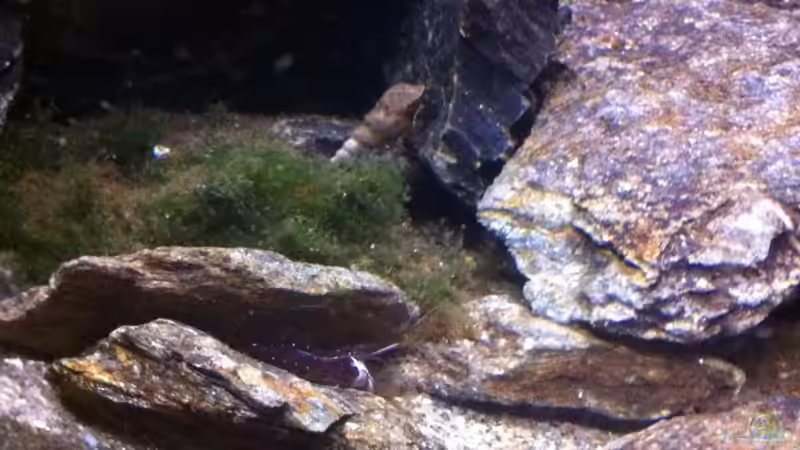 Besatz im Aquarium My Lake Matano--existiert so nicht mehr von Exotist (18)