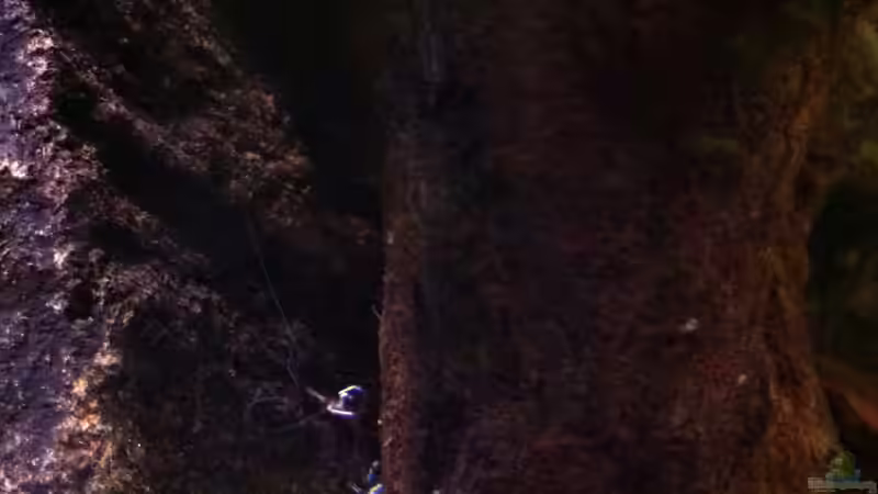 Besatz im Aquarium My Lake Matano--existiert so nicht mehr von Exotist (20)