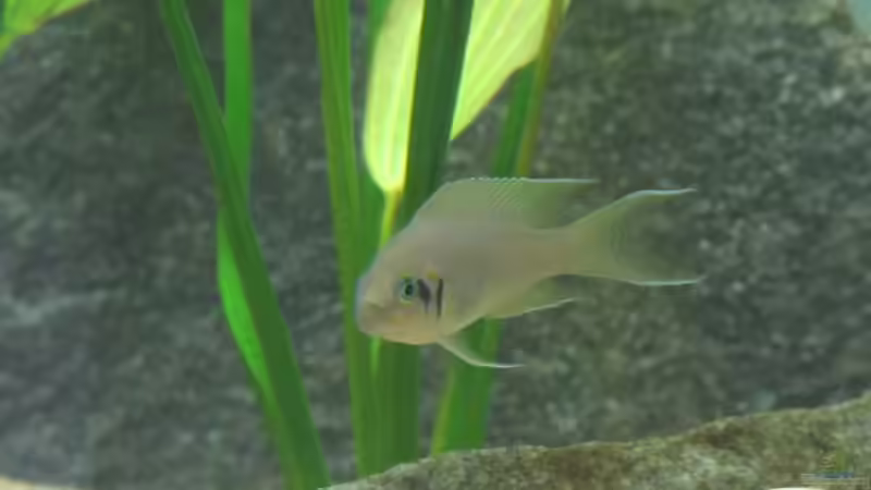 Besatz im Aquarium My Lake Tanganjika von Simon Schober (5)