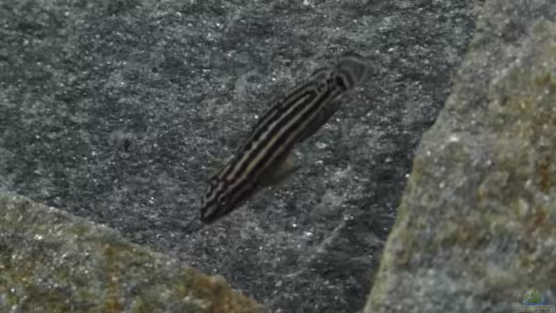 Besatz im Aquarium My Lake Tanganjika von Simon Schober (6)