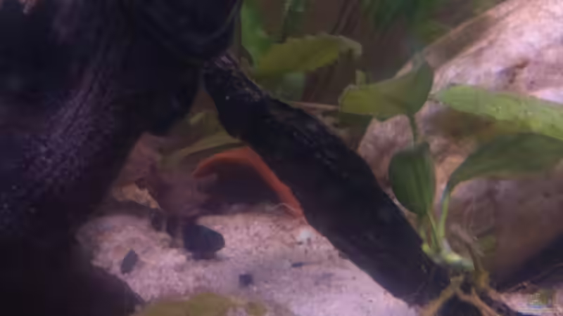 Besatz im Aquarium My little Brachygobius doriae---AUFGELÖST von Exotist (13)