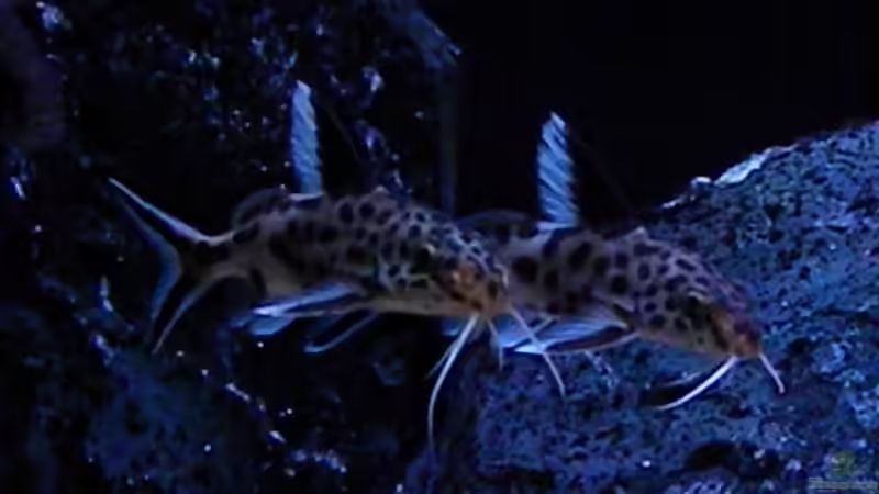 Besatz im Aquarium My Malawi-Dream von flightsim (104)