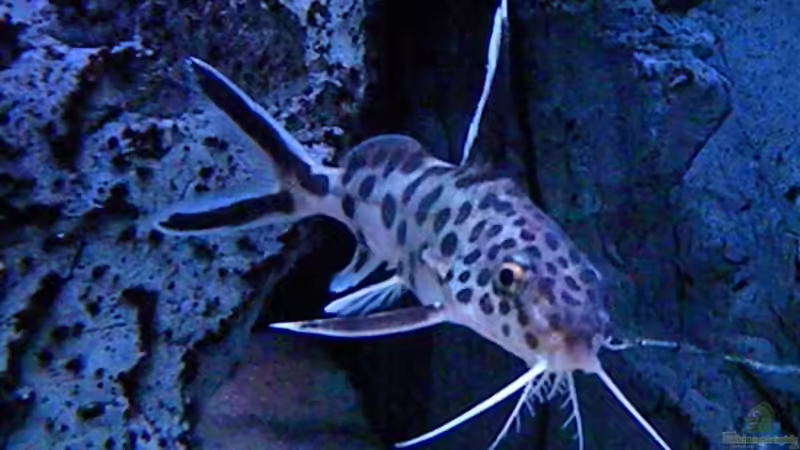 Besatz im Aquarium My Malawi-Dream von flightsim (107) (113) (120) (126)