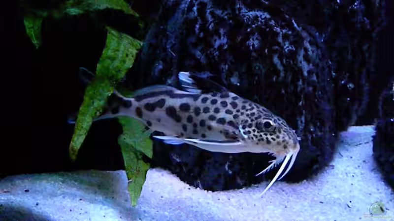 Besatz im Aquarium My Malawi-Dream von flightsim (108)