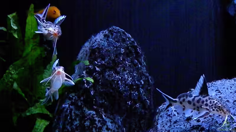 Besatz im Aquarium My Malawi-Dream von flightsim (109)