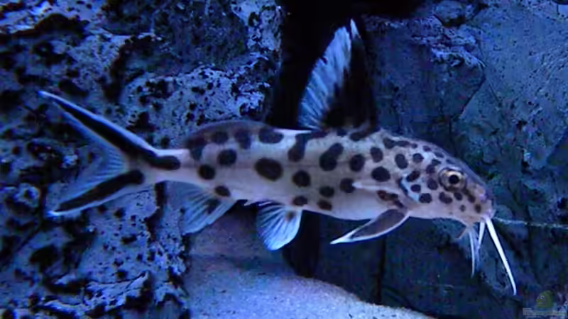 Besatz im Aquarium My Malawi-Dream von flightsim (110)