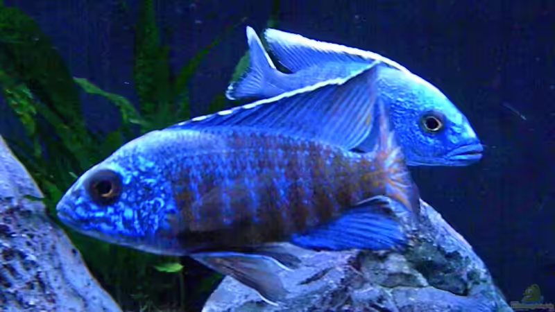 Besatz im Aquarium My Malawi-Dream von flightsim (114)