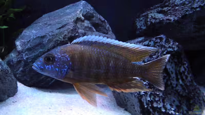 Besatz im Aquarium My Malawi-Dream von flightsim (115)