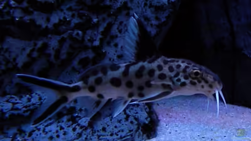 Besatz im Aquarium My Malawi-Dream von flightsim (116)