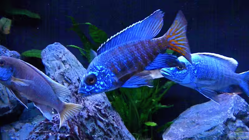 Besatz im Aquarium My Malawi-Dream von flightsim (118)