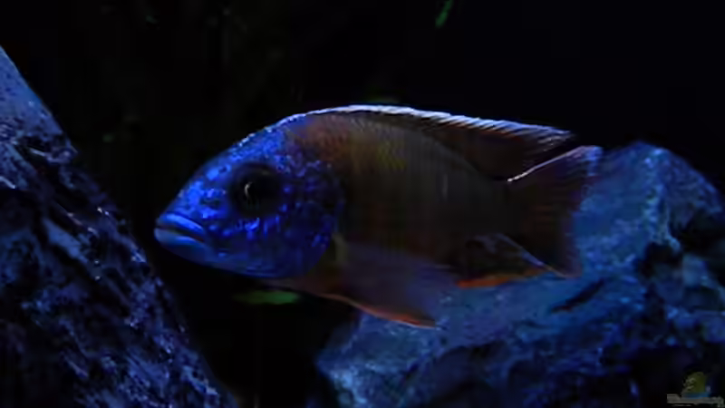 Besatz im Aquarium My Malawi-Dream von flightsim (119)