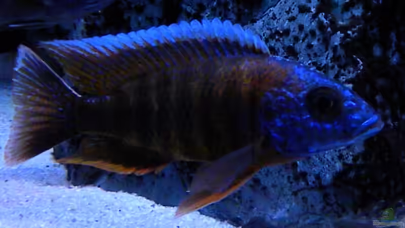 Besatz im Aquarium My Malawi-Dream von flightsim (121)