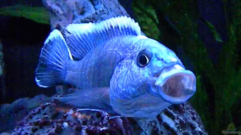 Besatz im Aquarium My Malawi-Dream von flightsim (122)