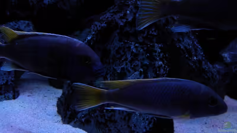 Besatz im Aquarium My Malawi-Dream von flightsim (123)