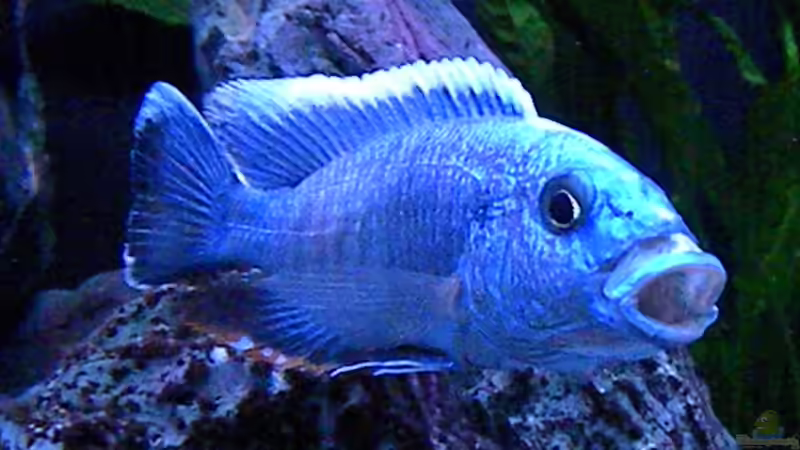 Besatz im Aquarium My Malawi-Dream von flightsim (124)