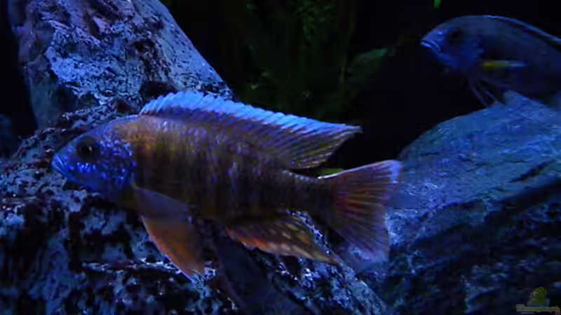 Besatz im Aquarium My Malawi-Dream von flightsim (125)