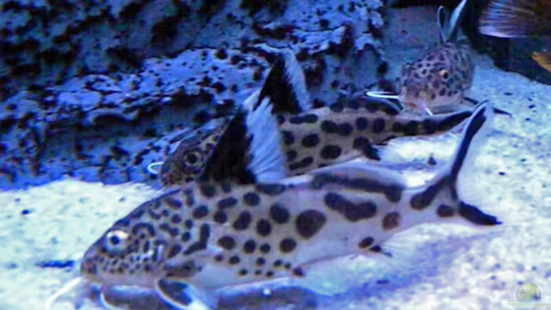 Besatz im Aquarium My Malawi-Dream von flightsim (127)