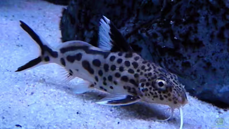 Besatz im Aquarium My Malawi-Dream von flightsim (128)