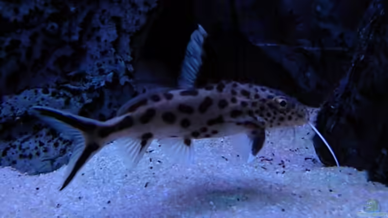 Besatz im Aquarium My Malawi-Dream von flightsim (129)