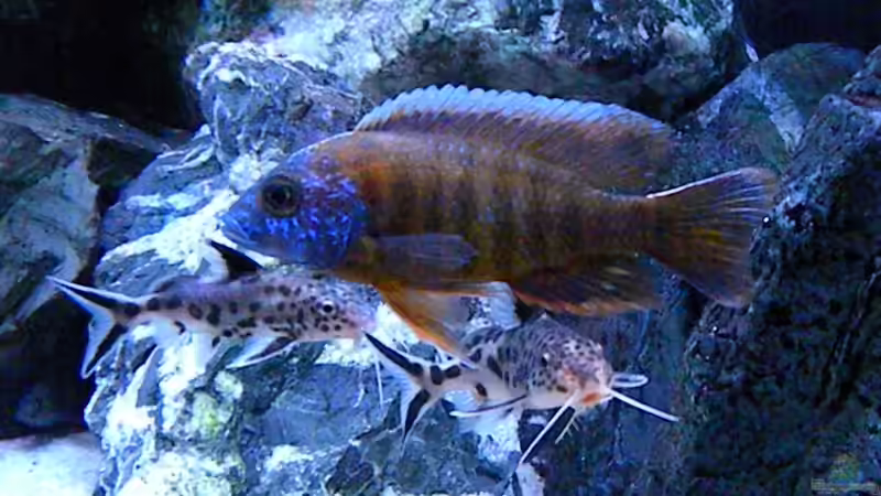 Besatz im Aquarium My Malawi-Dream von flightsim (131)