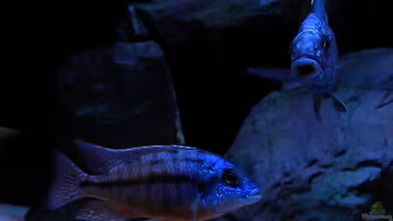 Besatz im Aquarium My Malawi-Dream von flightsim (132)