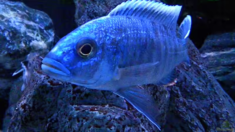 Besatz im Aquarium My Malawi-Dream von flightsim (134)