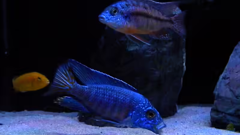 Besatz im Aquarium My Malawi-Dream von flightsim (135)