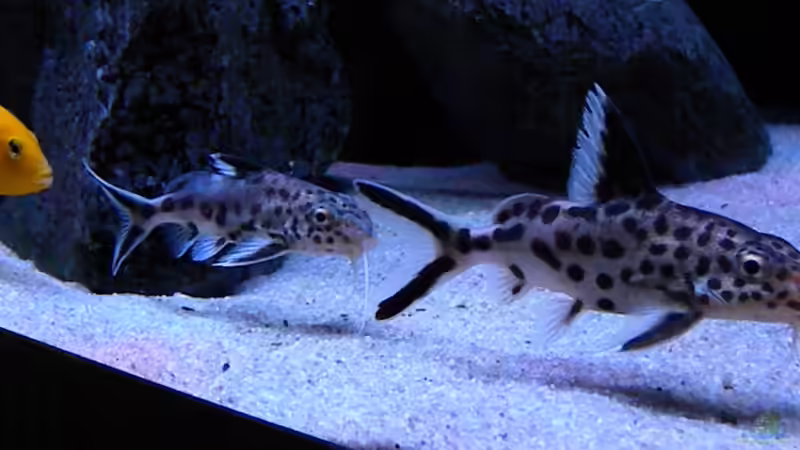 Besatz im Aquarium My Malawi-Dream von flightsim (137)