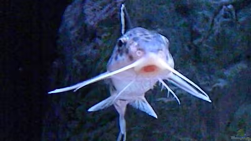 Besatz im Aquarium My Malawi-Dream von flightsim (138)