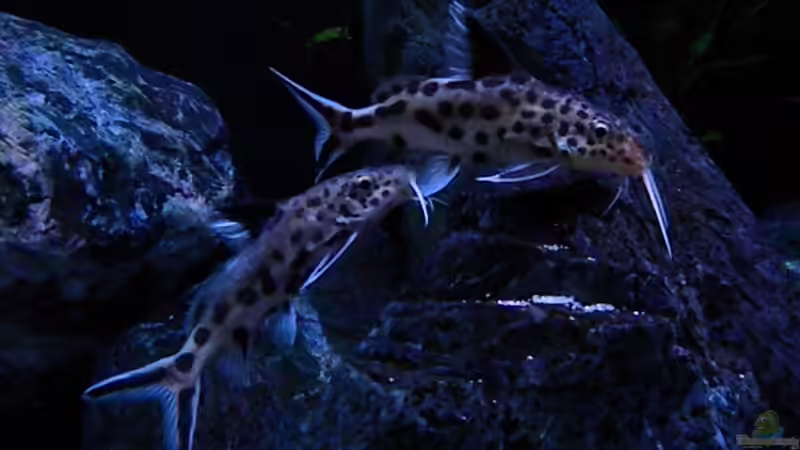 Besatz im Aquarium My Malawi-Dream von flightsim (142)