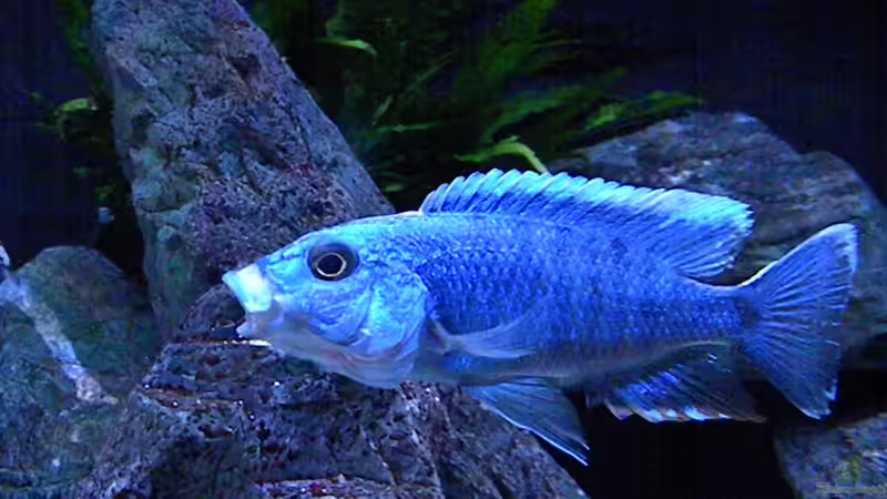 Besatz im Aquarium My Malawi-Dream von flightsim (147)