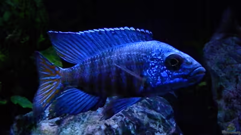 Besatz im Aquarium My Malawi-Dream von flightsim (148)