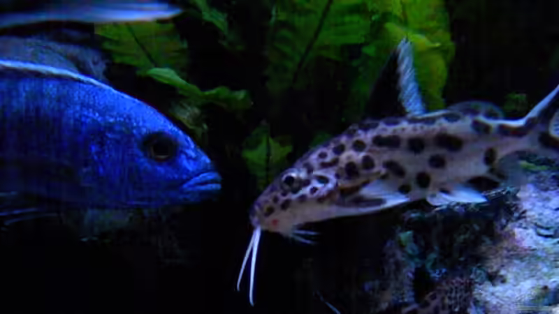 Besatz im Aquarium My Malawi-Dream von flightsim (151)