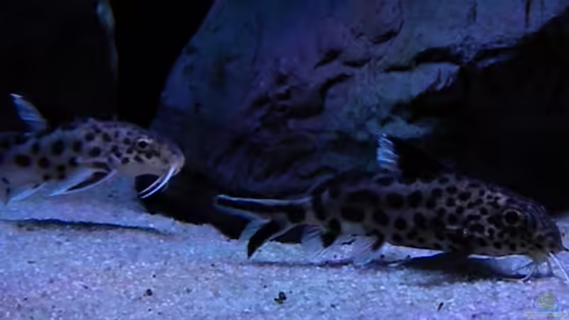 Besatz im Aquarium My Malawi-Dream von flightsim (152)