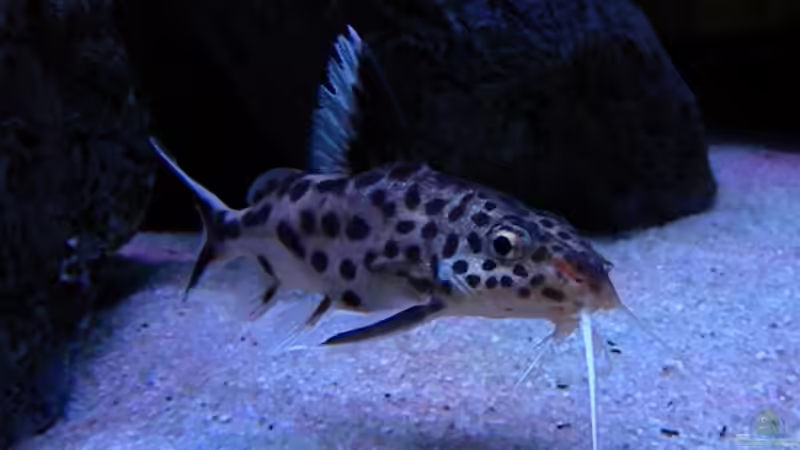 Besatz im Aquarium My Malawi-Dream von flightsim (153)