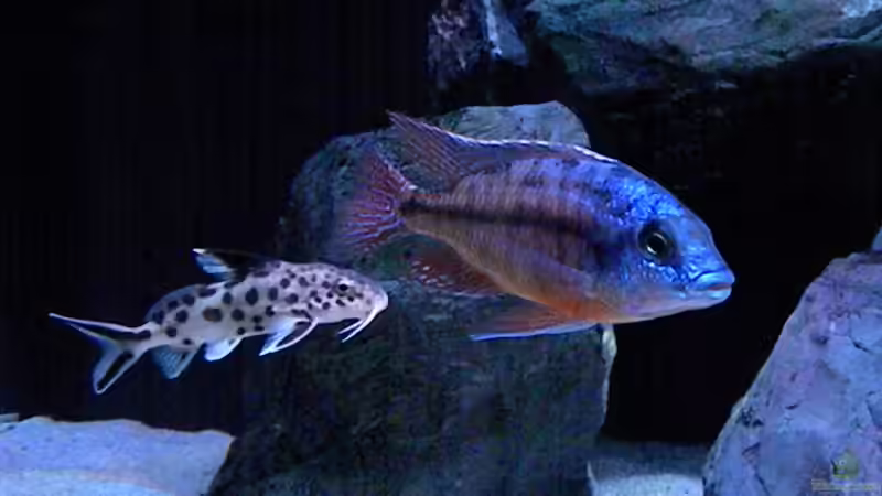 Besatz im Aquarium My Malawi-Dream von flightsim (158)