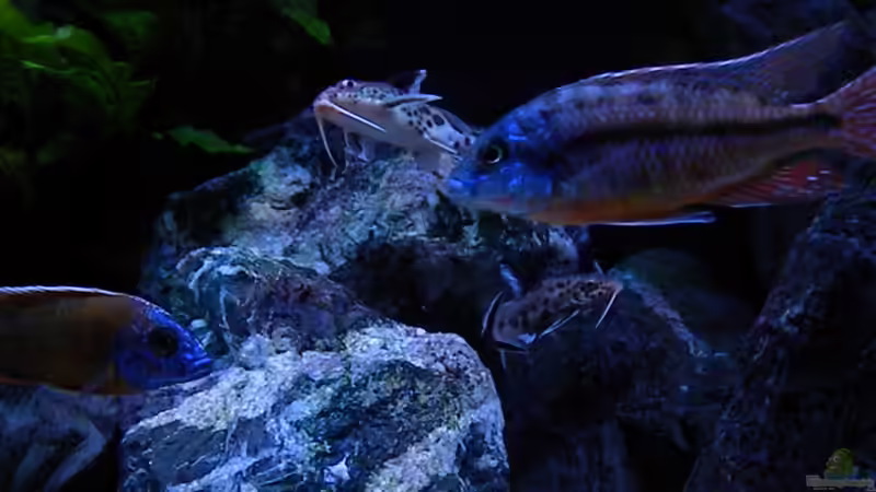 Besatz im Aquarium My Malawi-Dream von flightsim (159)